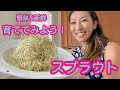 【ヤミツキ食感！】私の簡単スプラウト育てルーティーン。ハワイで人気のビーガン&ローフード。 #009