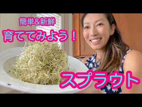 【ヤミツキ食感！】私の簡単スプラウト育てルーティーン。ハワイで人気のビーガン&ローフード。 #009