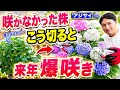 【アジサイ】咲かなかった株はこう切ります！来年の花数が変わる管理方法！【剪定】【園芸】【ガーデニング】