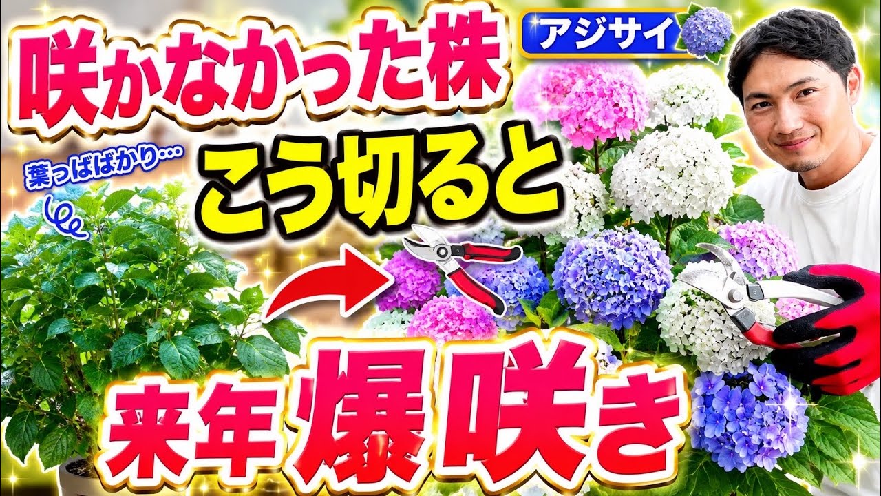 アジサイ】咲かなかった株はこう切ります！来年の花数が変わる管理方法