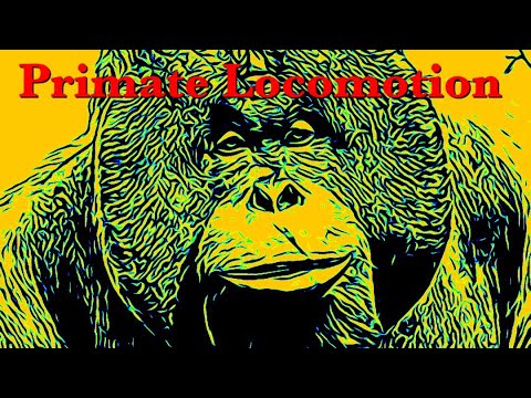 Side to Side Ape Locomotion - YouTube