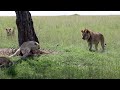 Young lions try to hook up with lionesses that were sleeping gone badly shorter version