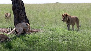 Young lions try to hook up with lionesses that were sleeping gone badly (shorter version)