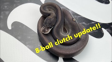 Clutch Update|| Ball python breeding Ep.05