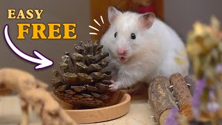 Turning Foraged Pinecones Into Stimulating Hamster Toys No Money Needed