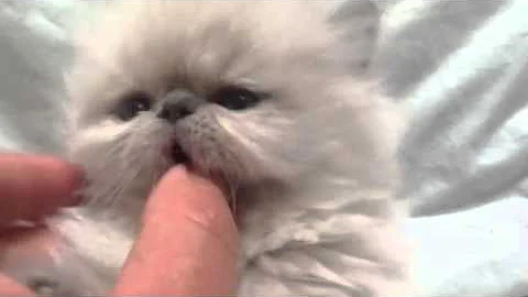 Watch the video about Fluffy Charm blue point Himalayan kitten