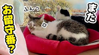 ママがお出かけと聞いてふてくされる愛猫が可愛すぎた