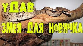 Змея Для Новичка! Обыкновенный Удав. Обязательно Посмотри!