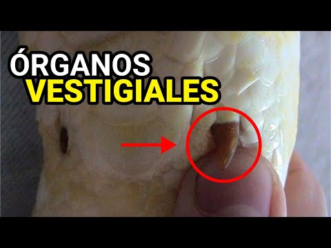 ¿QUÉ SON ÓRGANOS