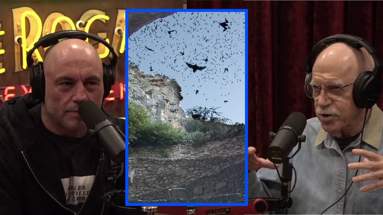 Bat Danger | Joe Rogan Experience w/ Merlin Tuttle - YouTube
