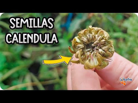 Video: Guardar semillas de caléndula - Consejos para recolectar semillas de flores de caléndula