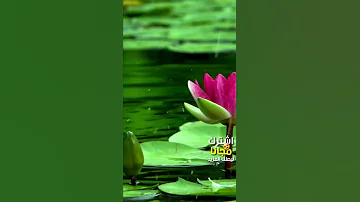 سورة الكوثر القارىء حسام الدين عبادي 