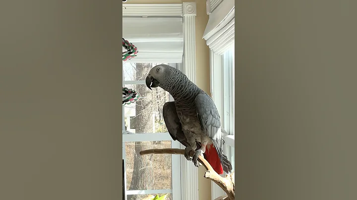 A few minutes with Symon the African Grey Talking Parrot💕🦜#talkingparrot #africangrey #funny #cute