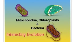 Mitochondria, Chloroplasts & Bacteria-Updated Leaving Cert Biology