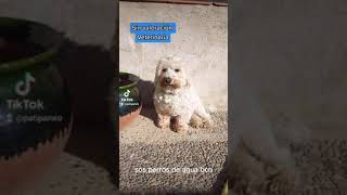 Tubby, Reado De La Perrera Sadeco De Córdoba