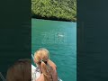 Befasohen turistët, dhia noton në liqenin e Komanit