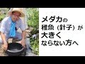 メダカの稚魚（針子）が大きくならない方へ