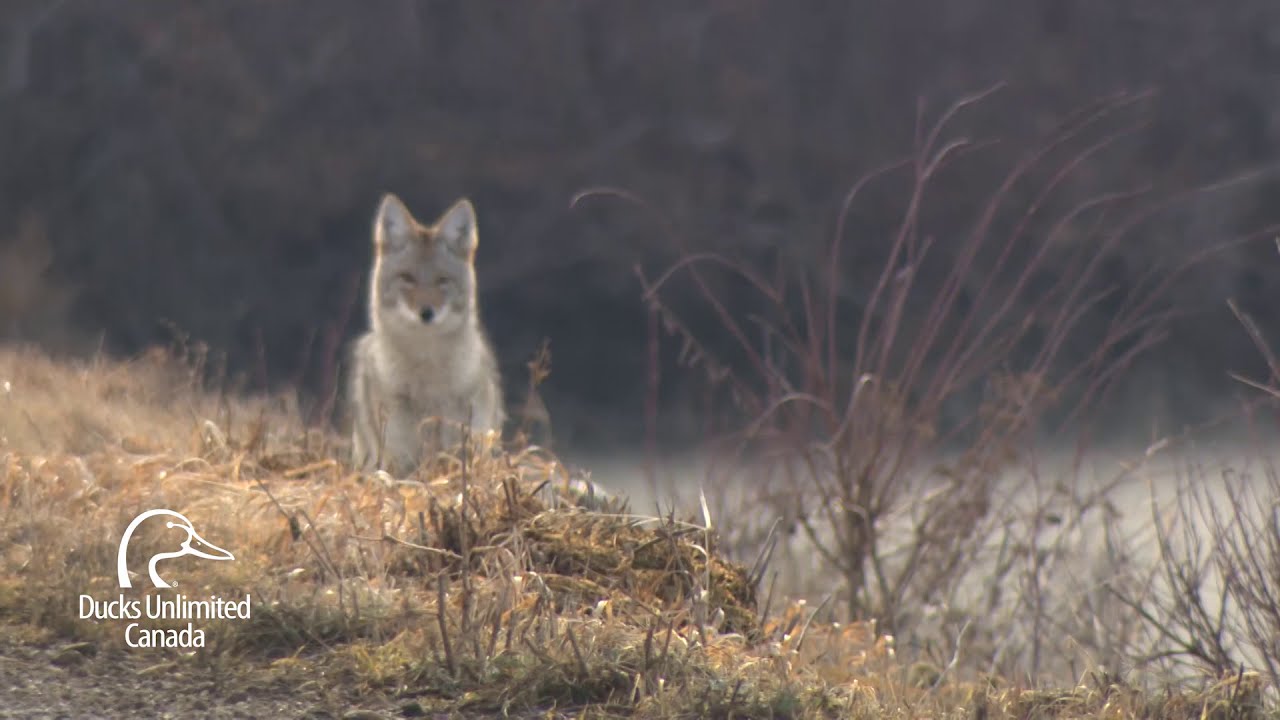 What is a fen? — Ducks Unlimited Canada