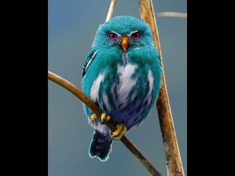 beautiful boy letra THE MOST BEAUTIFUL OWLS IN THE WORLD!!!!!!!!!
