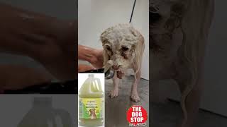 grooming a poodle with light matting