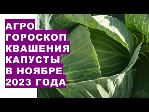 Агрогороскоп квашения капусты в ноябре 2023 года. Agrogoroscope of sauerkraut for November 2023