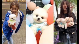 Tik Tok Chó Phốc Sóc Mini | Funny and Cute Pomeranian Videos #39 by So Cute 14,054 views 3 years ago 8 minutes, 50 seconds
