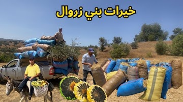 جمع محصول التبن وقطف نوار الشمس بمنطقة بني زروال
