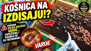 Košnica na izdisaju nakon tretmana protiv varoe! Zakasnili smo sa tretmanom?