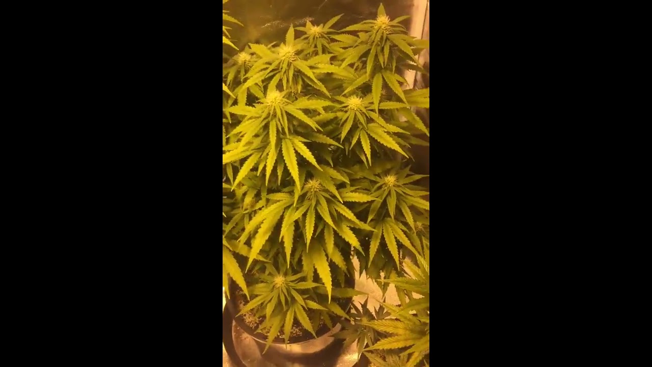 Day 28 of flower. Week 5 begins