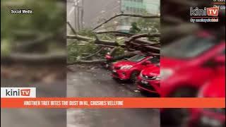 Another tree bites the dust in KL, crushes Vellfire