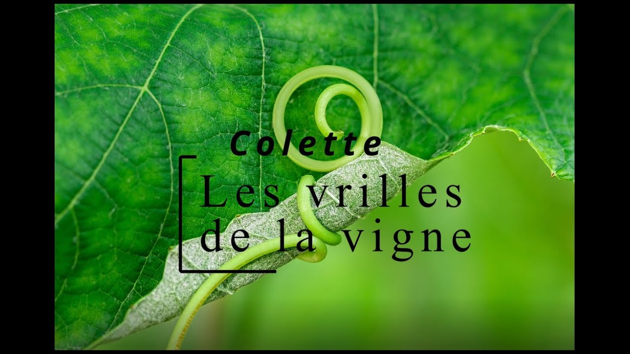 Colette - Les vrilles de la vigne - Nuit blanche - vidéo 4/21 (Livre