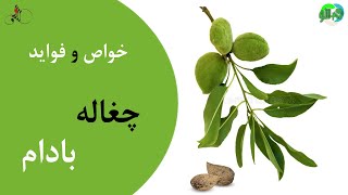 خواص چغاله بادام برای سلامتی