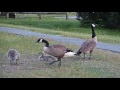 Capture de la vidéo 2016 06 16 Canada Geese - The Hiss