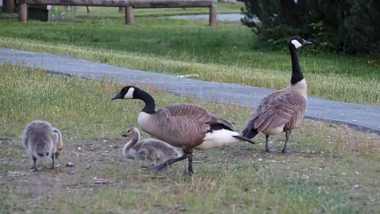2016 06 16 canada