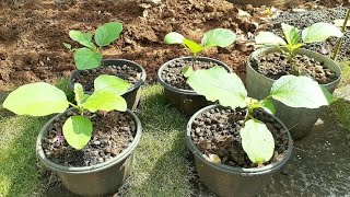 Growing vegetables, Eggplants | Hidup di Desa, Menanam sayuran di Halaman