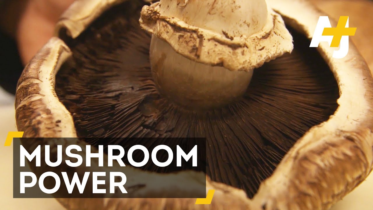 Mushrooms Could Boost Your Phone S Battery