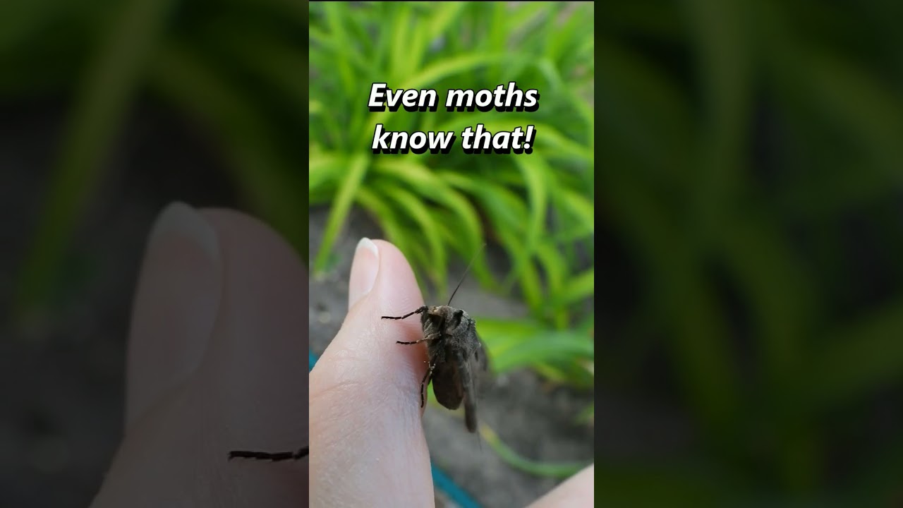 Smart moth 💖 