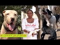 interview Madam Shazia Bully Dog Thoko And Bully Dogs Puppeis Karona Lakdown Banga Dog By Nafa tv hd