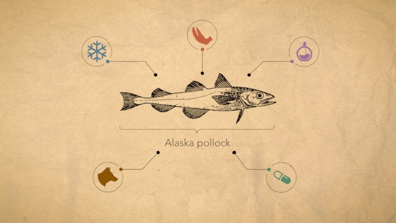 Generating Power from Pollock