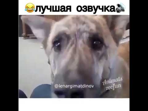 Хозяин дразнит пса рассказами о еде – смешное видео с озвучкой