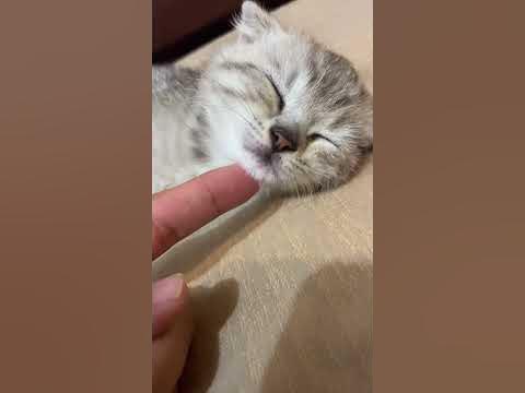 Красавец спит#котенок - YouTube