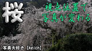 The way you photograph cherry blossoms can change dramatically depending on 'where you stand.'