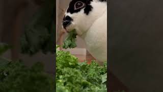 Wudge eating salad