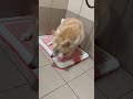 激動豆皮
