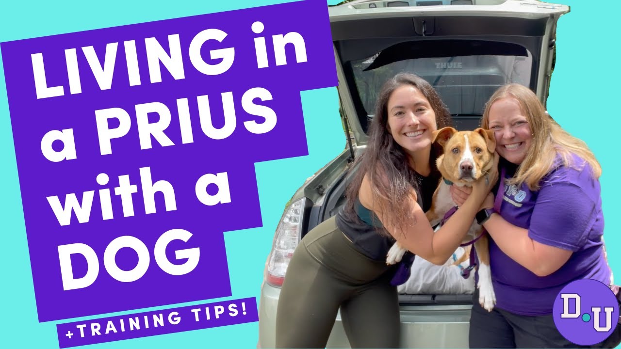 Nikki Delventhal Lives Full-time in Her Prius With Her Dog + Adventure Dog Training Tips!