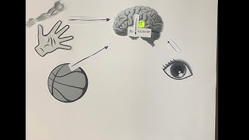 Sensorimotor Control