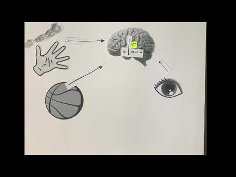 Capa de Sensorimotor Control
