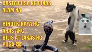 PUSA Vs AHAS/LUPIT TALAGA NG PUSA LALO NA YUNG SA huli/Pusang Pinoy talaga screenshot 3