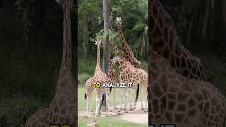 Male Giraffes Taste Urine to Detect Fertility 🦒 | #animalbehavior #wildfacts