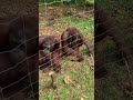 Orangutans at Sanctuary in Bukit Merah  4